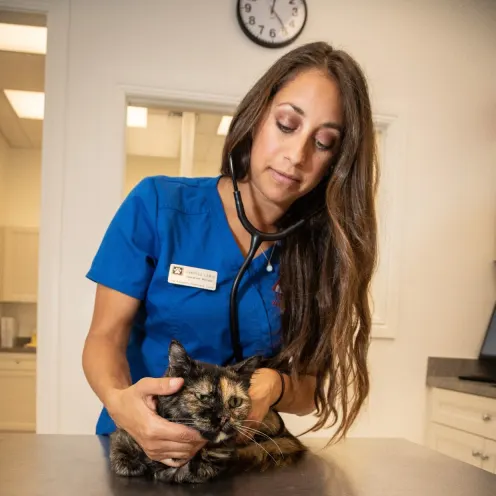 Staff Member Diagnosing a Black/Brown Cat at The Animalife Veterinary Center at Eagle Creek